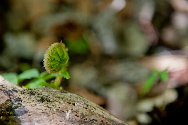 Sprout of fern — Stock Photo, Image