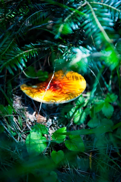 Mushrooms — Stock Photo, Image