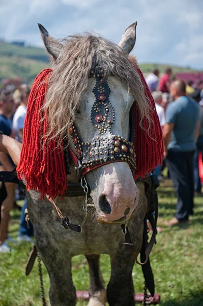 Koń — Zdjęcie stockowe