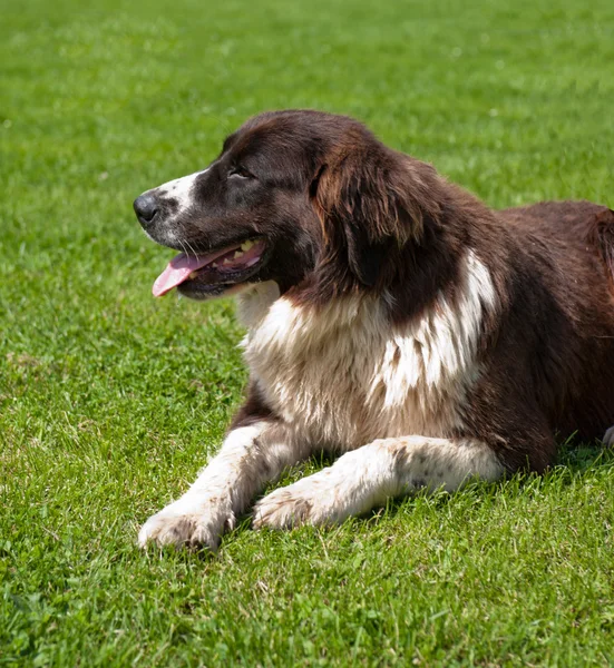 Shepherd dog — Stock Photo, Image