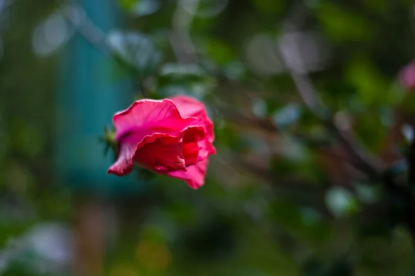 Rosa Ros — Stockfoto