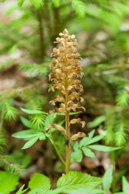 View of Bird's Nest Orchid clipart