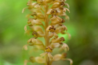 Kuş Yuvası Orkidesi Görünümü