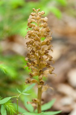 Kuş Yuvası Orkidesi Görünümü