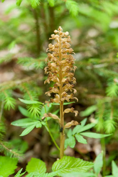 View Bird Nest Orchid Imagens Royalty-Free