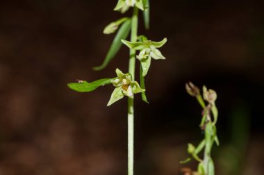 View of the Orchid Epipactus Greuteri in the forest