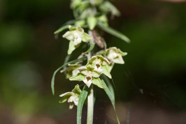 View Orchid Epipactus Greuteri Forest — Stok fotoğraf