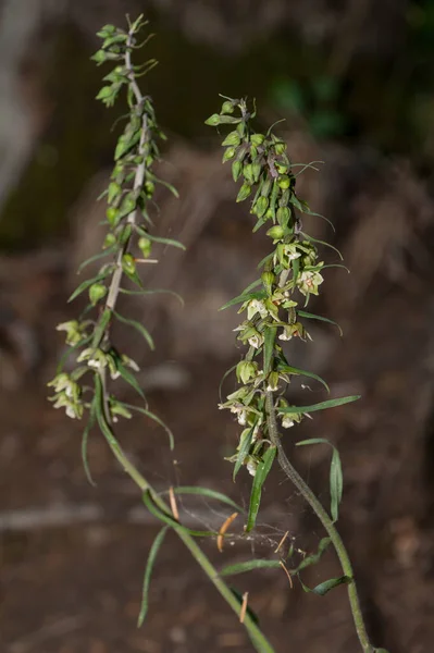 View Orchid Epipactus Greuteri Forest – stockfoto