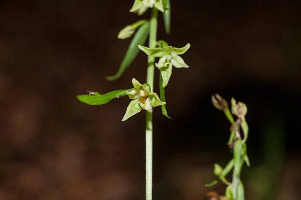 Άποψη Της Ορχιδέας Epipactus Greuteri Στο Δάσος Φωτογραφία Αρχείου