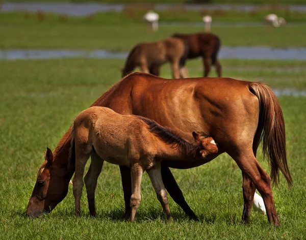 Foal y mare —  Fotos de Stock