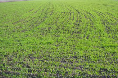 Genç buğday bitkileri