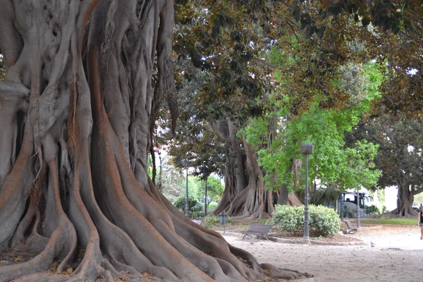 Parque — Fotografia de Stock