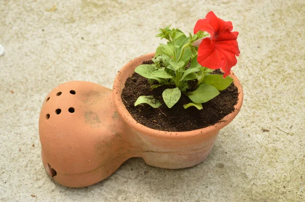 Petunia puli w kształcie butów — Zdjęcie stockowe