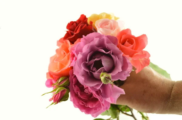 Bouquet di rose — Foto Stock