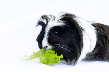 cavy ve ve marul üzerine beyaz bir arka plan