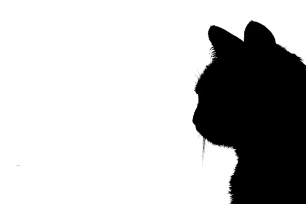 Silhouette d'un chat — Photo