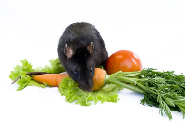 Patkány és a zöldség egy fehér háttér — Stock Fotó