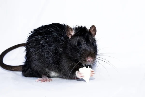 ネズミは、白い背景の上のチーズ — ストック写真