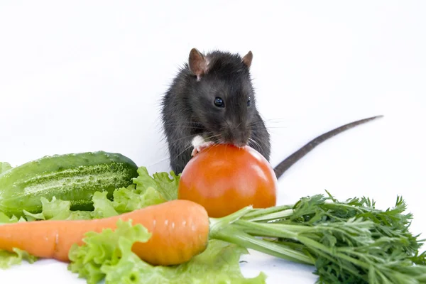 Ratte und Gemüse auf weißem Hintergrund Stockfoto