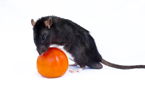 Ratte und Tomate auf weißem Hintergrund Stockbild