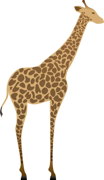 Girafe vectorielle — Image vectorielle