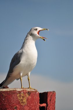 martı kırmızı pier kutup çığlık