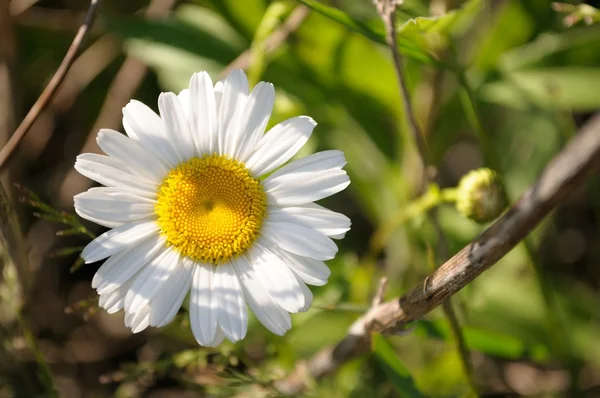 Gänseblümchen in der Bürste — Stockfoto