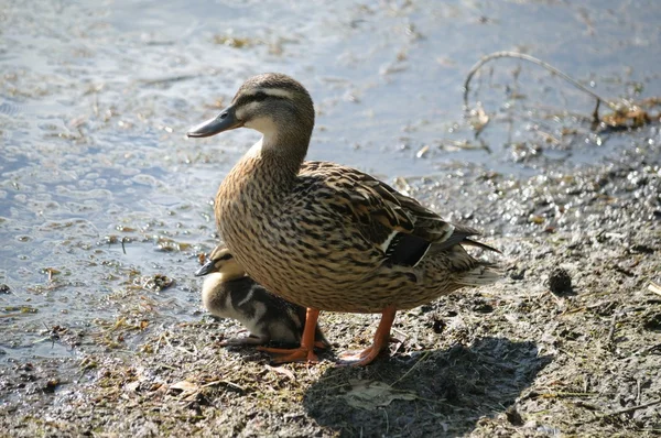 Mom Mallard Duck Protecting Duckling — Stock Photo, Image