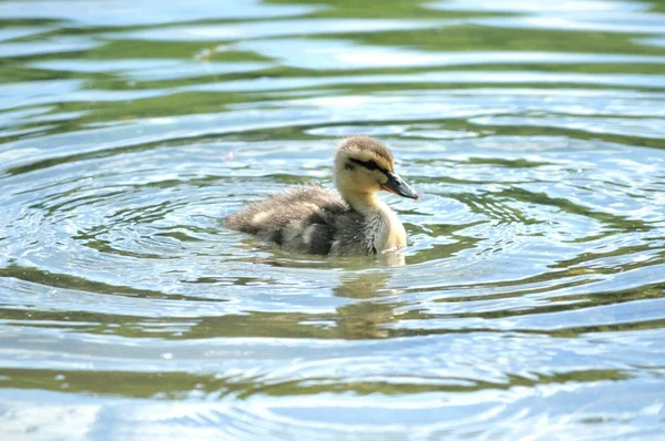 Kachna divoká káčátko koupání v rybníku — Stock fotografie