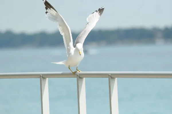 Seagull Balancing on Railing — Zdjęcie stockowe