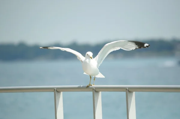 Möwe posiert auf Geländer — Stockfoto