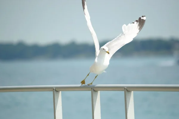 Möwe hebt vom Geländer ab — Stockfoto