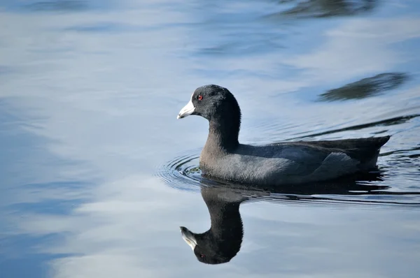 Black American Coot swimming in blue water — Stock Photo, Image