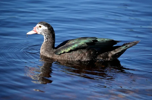 Female Muscovy duck swimming on blue water — Stock Photo, Image