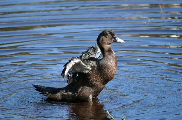 Black duck rozprzestrzenianiu się skrzydełka w błękitne wody — Zdjęcie stockowe