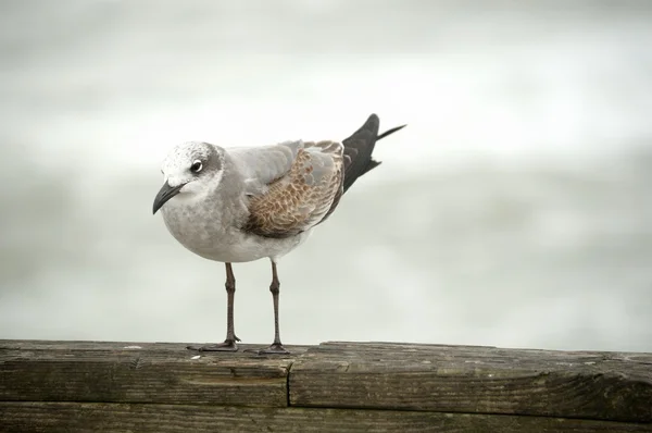 Singolo gabbiano marrone, grigio e bianco in piedi su ringhiera in legno il giorno grigio — Foto Stock