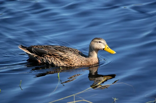 Female mallard duck swimming in blue water — Stock Photo, Image