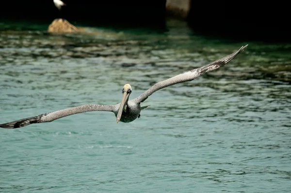 Pelikán hnědý v letu — Stock fotografie