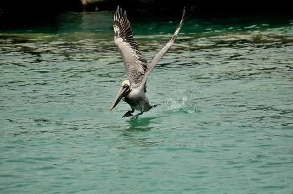 Pelikan brunatny startu — Zdjęcie stockowe