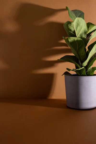 Feuilles vertes de Fiddle Fig ou Ficus Lyrata. Figuier à feuilles de violon la plante d'intérieur tropicale ornementale populaire sur fond brun. Usines de purification d'air pour la maison, plantes d'intérieur avec des avantages pour la santé — Photo