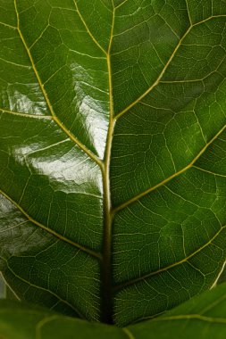 Tropikal keman yaprağı incir yaprağının kapağını kapat Ficus Lyrata ev bitkisi beyaz arka plan makro görünümünde izole edilmiş