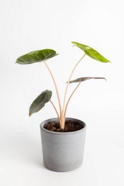 Alocasia baginda Pembe Ejder - Beyaz arka planda Pfeilblatt, izole, saksı bitkisi 