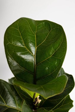 Beyaz arka planda izole edilmiş tropikal keman yaprağı inciri Ficus Lyrata ev bitkisinin yapraklarını kapat