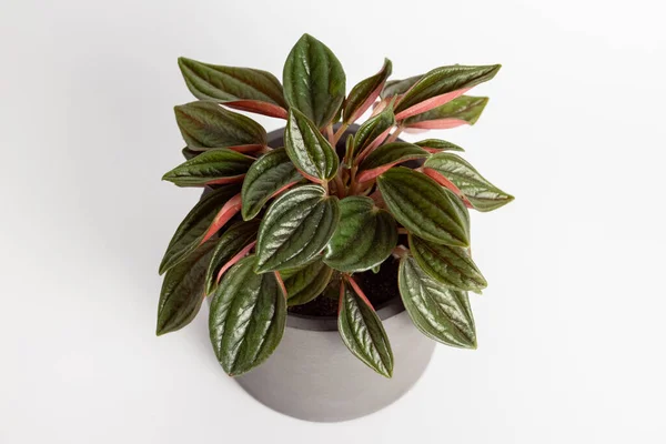 Peperomia caperata rosso plantes avec une belle texture de feuilles isolées sur fond blanc, plante en pot — Photo