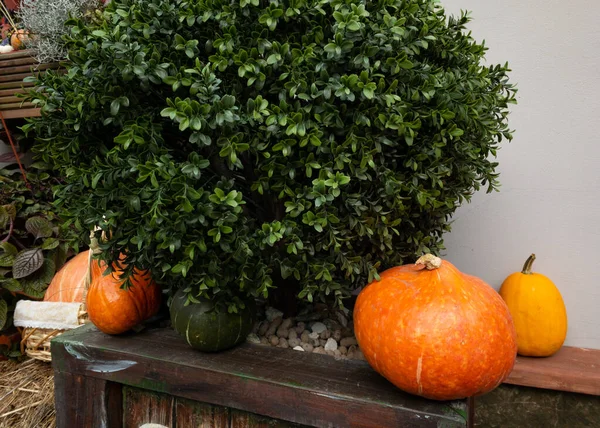 Tökfélék és őszi levelek, az őszi szüret szimbóluma, a Hálaadás, a Mabon szombat és a Halloween ünnep. ősz szezonális természeti háttér — Stock Fotó