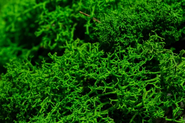 Moss green texture. Moss background.Green moss on the rocks in the forest close up — Stock Photo, Image