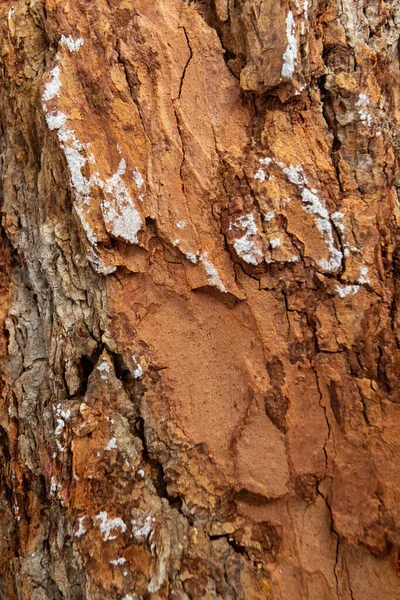 Textura de casca de árvore close-up. Alcatrão e musgo de madeira. Fotografia de papel de parede e fundo. — Fotografia de Stock