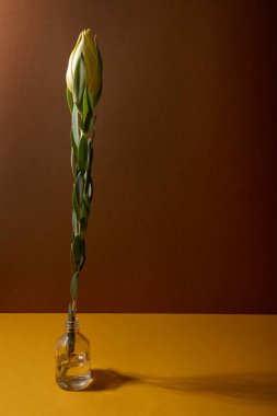 Kahverengi zemin üzerinde taze kesilmiş Leucadendron çiçeği, makro manzara çiçeği natürmort hayat 