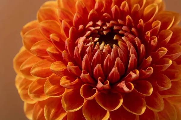 Piękny pomarańczowy słoneczny kwiat Dahlia tekstury, widok z bliska, kwiat na brązowym tle — Zdjęcie stockowe