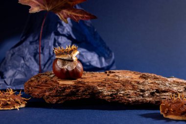 Ahşap, ağaç kabuğu, dallar ve yapraklardan oluşan doğal arka plan podyumu. Yaratıcı modern natürmort